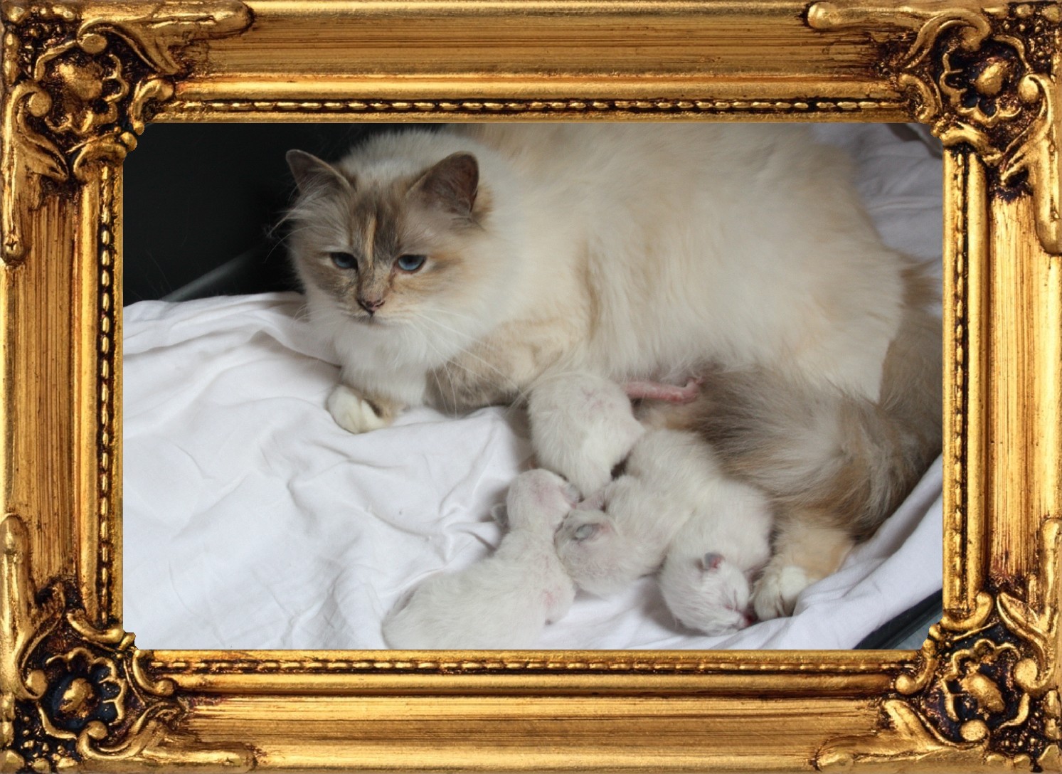 chatons 2012